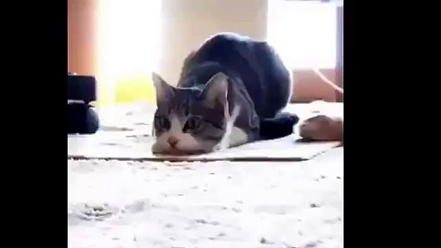 Кот танцует под музыку!