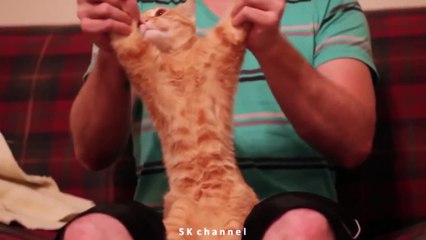 Рыжий кот танцует РЖАКА