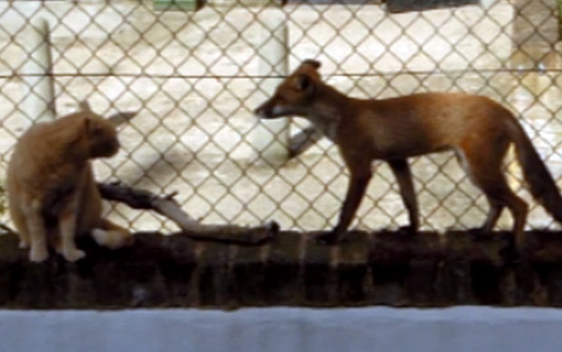 Cat And Fox