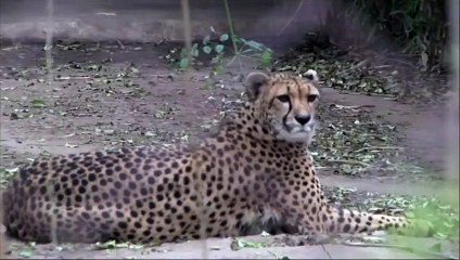 Une équipe argentine parvient à cloner un guépard