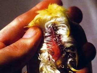 Enfermedades Comunes en los Canarios