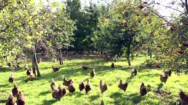 McDonald's Europe Sustainable Supply: Our Story so Far | Sustainability | McDonald's