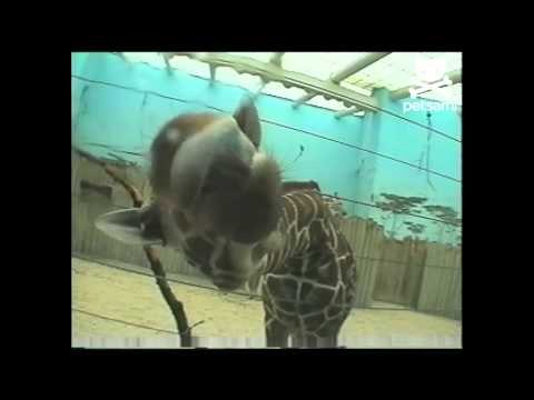 Jolly giraffe licks the camera