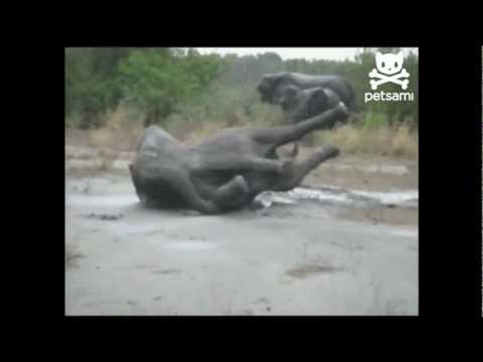 Angry elephant takes a tumble