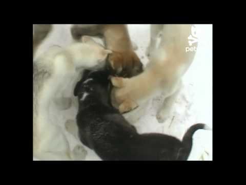 Starving puppies ride foodie-go-round