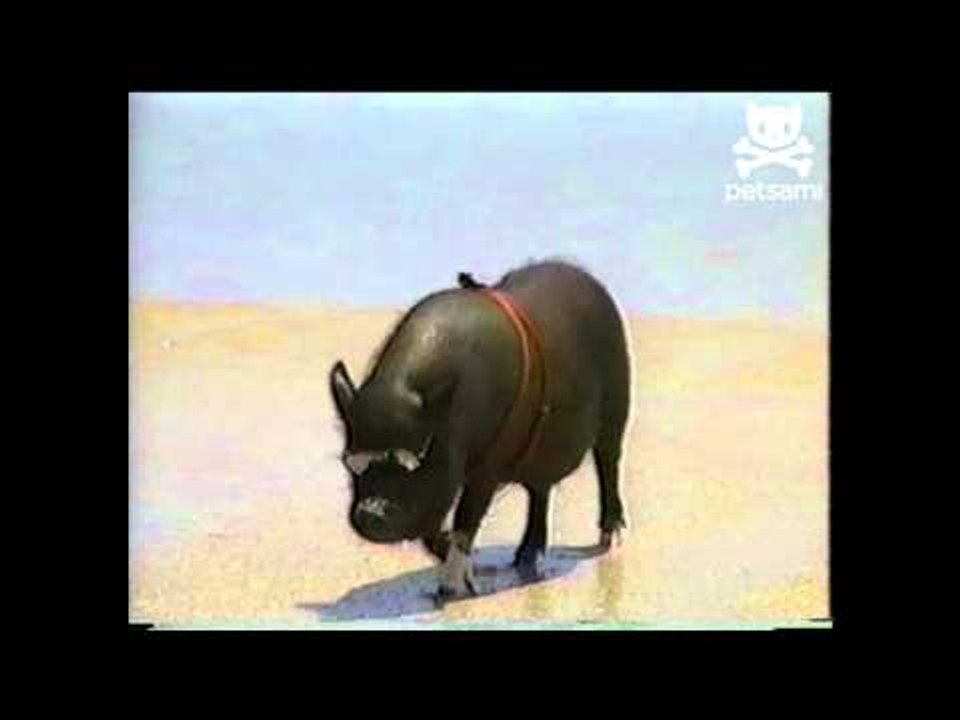 Surfer pig sports sunglasses