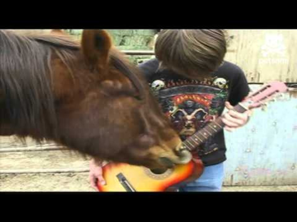 Rock n' roll horse plays the guitar