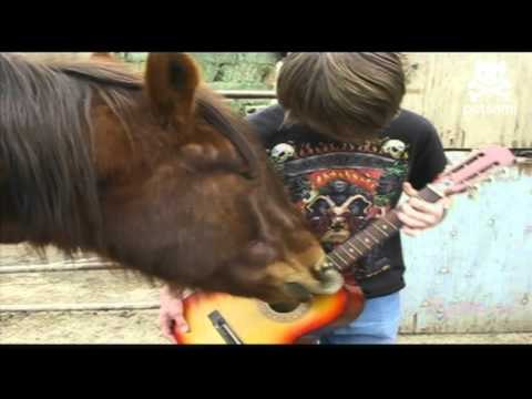 Rock n' roll horse plays the guitar