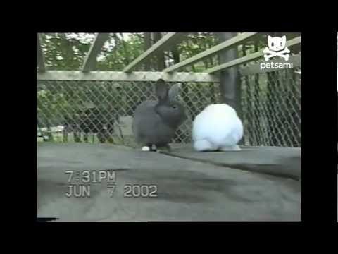 Bunny bully beat down by humper