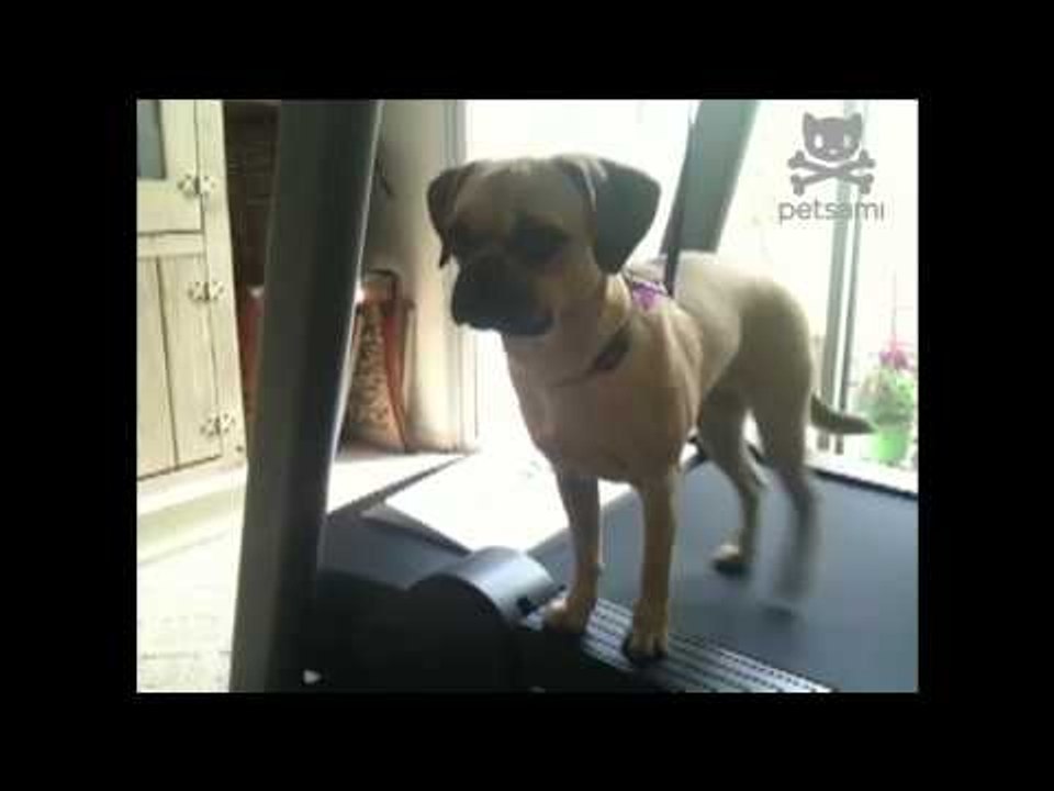 Puggle works out without breaking a sweat