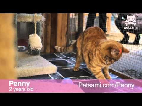 Adopt me: The cat that never stops winking