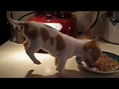 puppy can't stop doing pushups