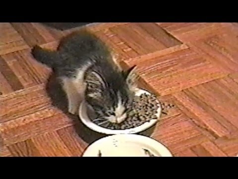 nicki minaj kitten sings while she eats