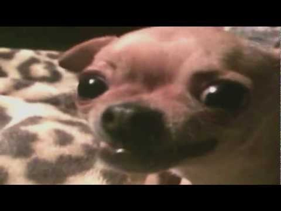 frightening dog makes frightening sound