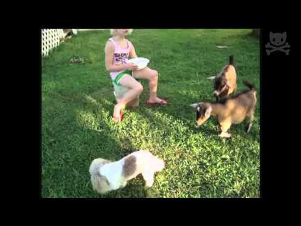 Goats attack dog. Dog fights back