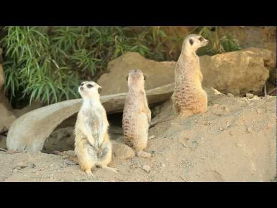 Animal Scandal On Craigslist. Poor Meerkats!