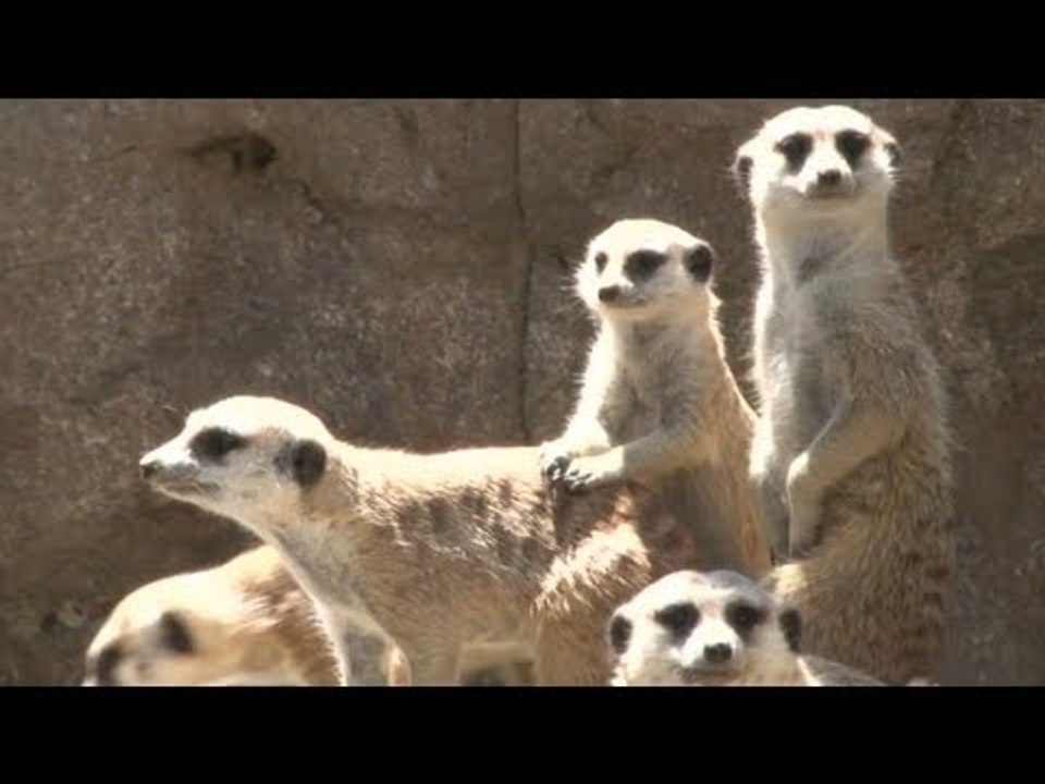 Meerkat gets busted for public urination!
