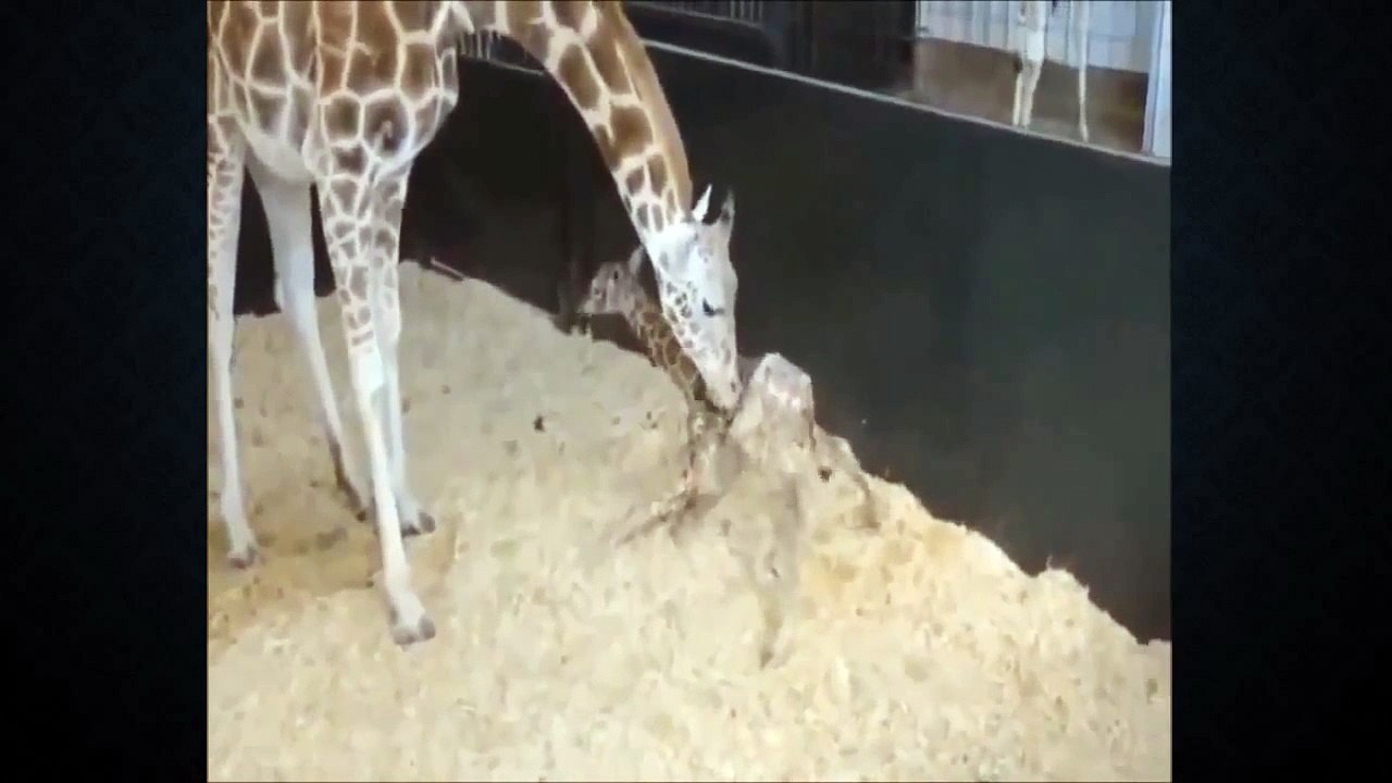 funny videos funny animal videos