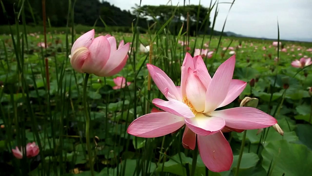 Spiritual Flower