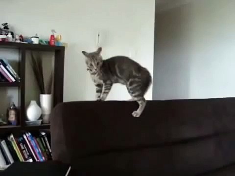 КоТЭ сошёл с ума! Очень смешной КОТ!