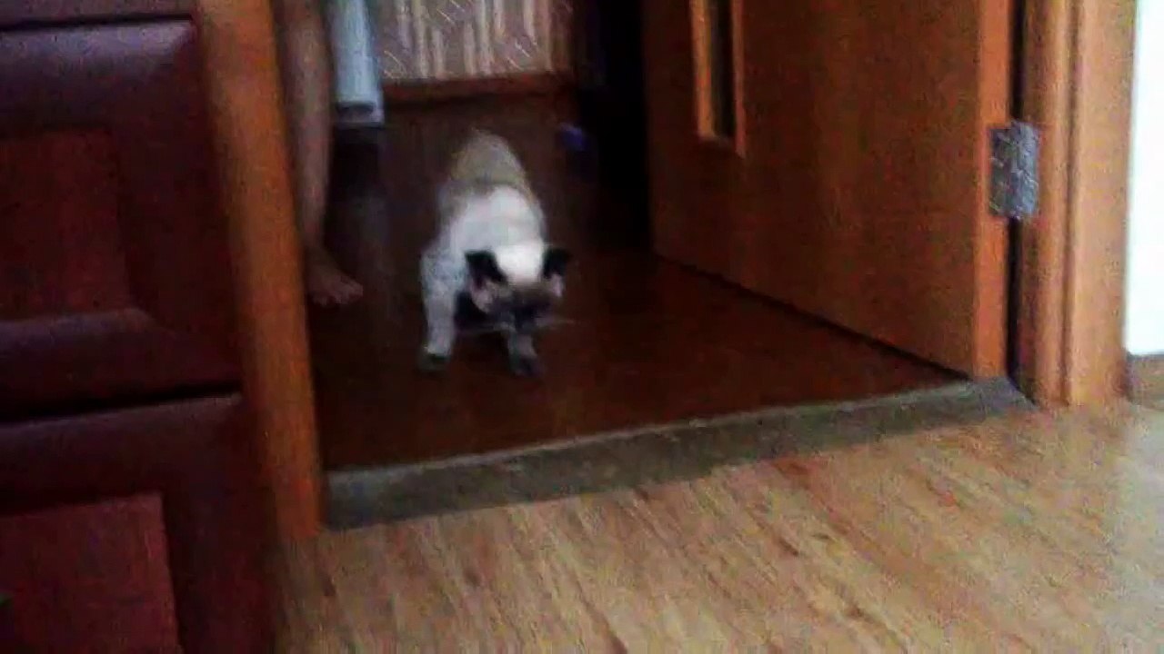 Кот пришел домой на рогах