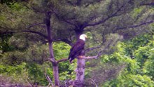 Pennsylvania Wildlife