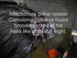 Silkie rooster broods his hens at night like a mamma hen