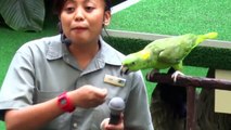 Amazing talking parrot  at Jurong Bird Park, Singapore