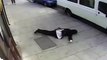 Video: Shocking CCTV shows the moment a 16-year-old girl wearing a hijab was... new
