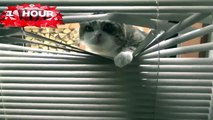 funny cat fails compilation,funny cat fails try not to laugh or grin,funny cat videos 2015