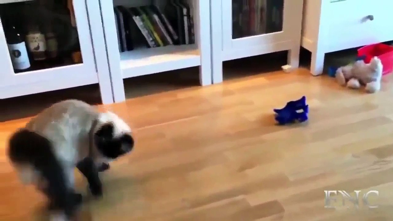 Funny Animals Fails 2015 | animals videos and funny