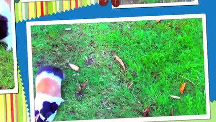 Funny animals videos compilation for children to watch | animals videos and funny
