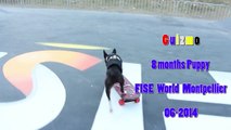 8 months Puppy skateboarding