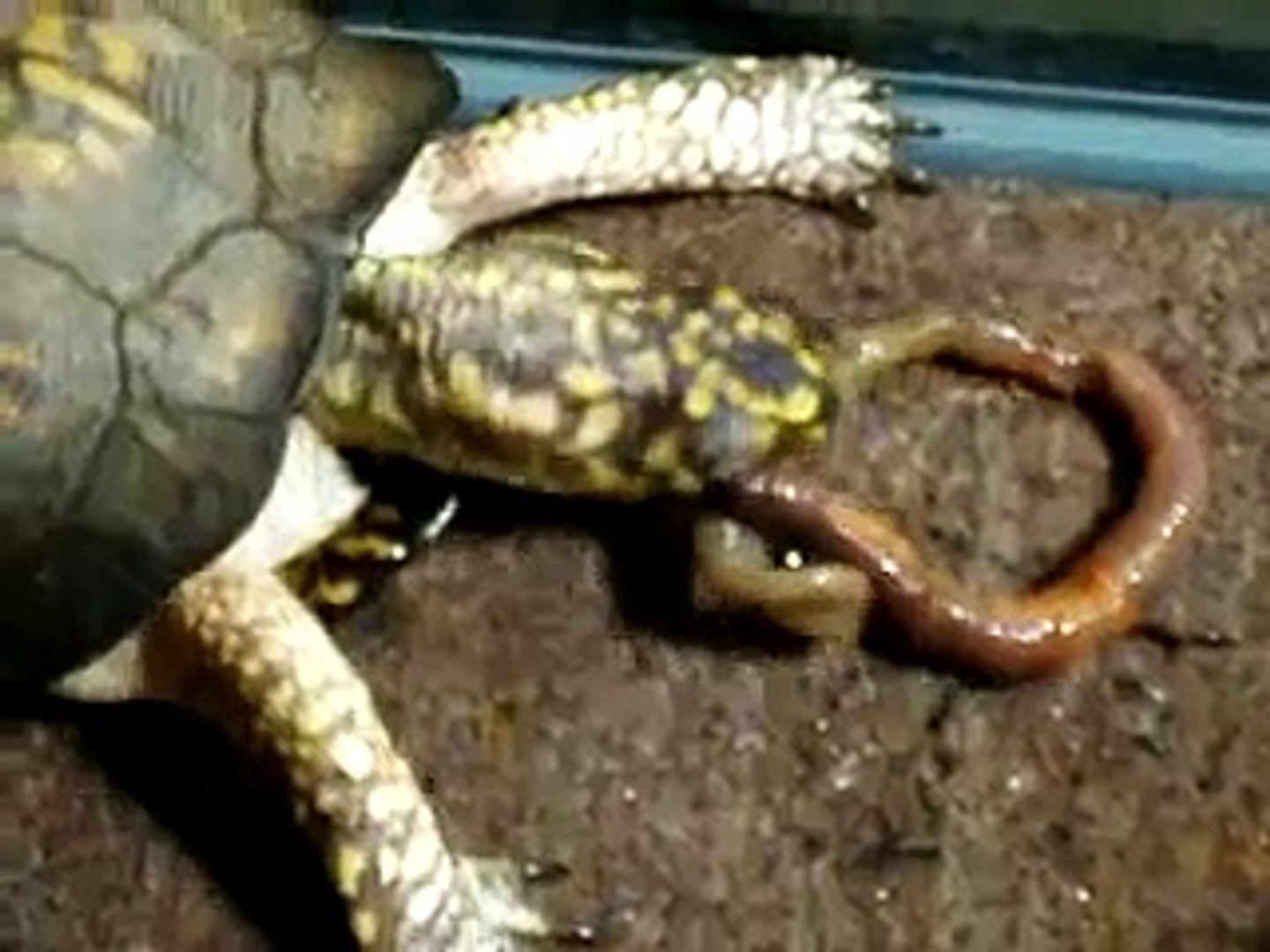 Turtle eating worm
