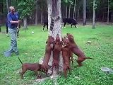 2009 redbone puppies training video.  Pups are 3 months old at time of video.