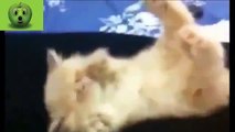 funny commercials   Ulitmate Funny Cats Sleeping Compilation New   NEW KITTENS VIDEO