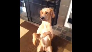 Funny and Cute Animals Vine - Best DOG Vine that you will Love Compilation