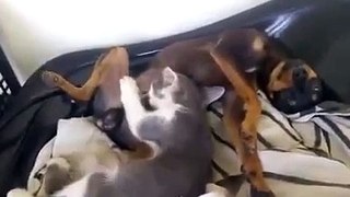 Cat funny vines