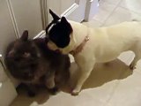 French Bulldog vs. Cat