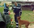Cães Segurança - Esegur - Certificação Anual na CaneUtile - Treino Best Guard