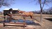 Mean Man Makes Horse a Hose Rack - Winter Bath Considerations - Horses Rode Hard Put Away Wet