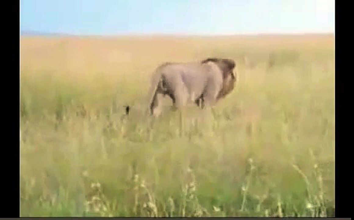 Lion vs Lion Fight, Lion Kills Lion | Animal Attack Documentary 2015 EXCLUSIVE HD