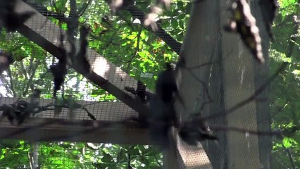 Projekt Sort Egern: Nu skal det oprindelige danske egern reddes