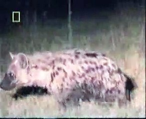 اسد قوي شجاع