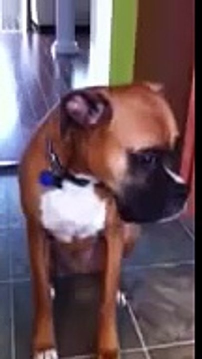 Guilty boxer dog part 1