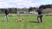 Kraftwerk K9 German Shepherd Puppy Prey Drive Development