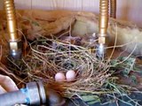 Dove Nest...Quail Nest...Easter Eggs...Happy Easter!!!