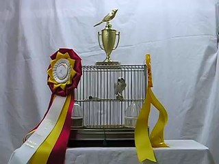 American singer Canary Canada cup winner