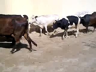 Buffalo Dairy Farm ,Lahore,Pakistan