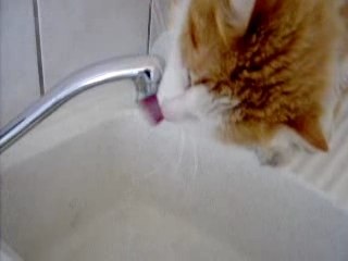 Fripouille boit au robinet